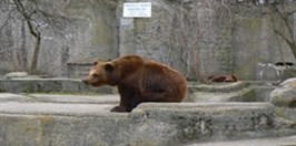 ZOO Warszawa - Niedźwiedź Brunatny