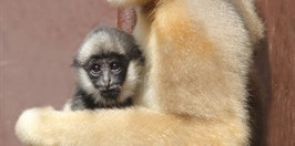 Zoo Ostrava - Gibon Belolící