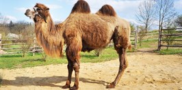 The family zoo Zoopark Zájezd -Bactrian camel