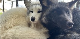 Hubertíkova Zverofarma - Liška obecná